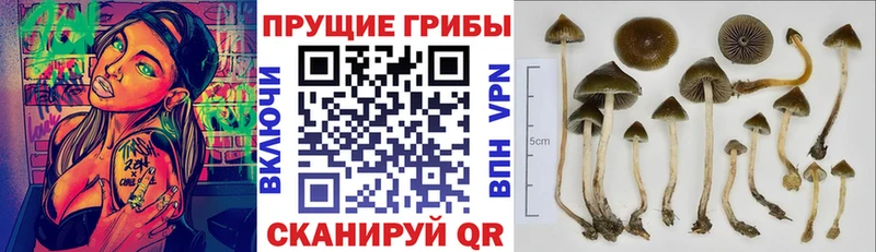 Псилоцибиновые грибы Psilocybine cubensis  МЕГА вход  Тосно 